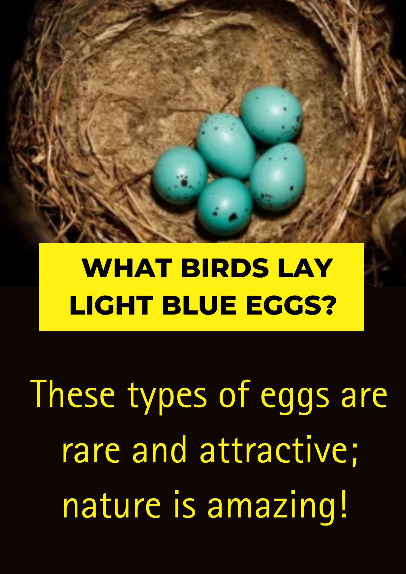 WHAT BIRDS LAY LIGHT BLUE EGGS TOP 5 COMMON BIRDS YOU NEED TO KNOW