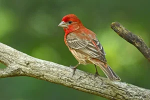 house finch what birds lay light blue eggs