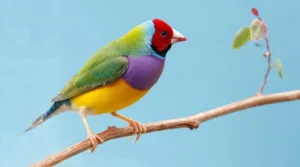 beautiful multi colored gouldian finch bird with orange chest
