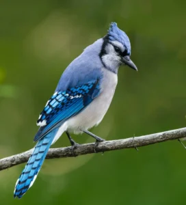 blue jays birds eat cicadas and grasshopper