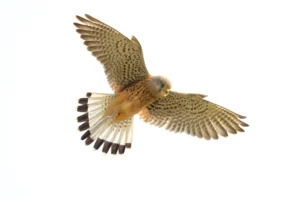 common kestrel flight hawks orangechested bird