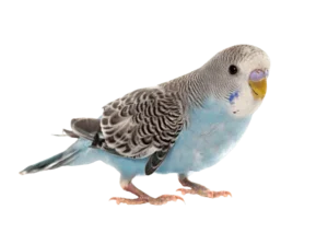 common_pet_parakeet_front
