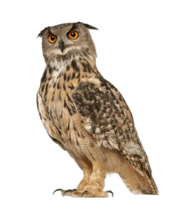 eurasian eagle owl biggest owl int the world