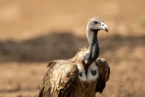 indian vulture long billed