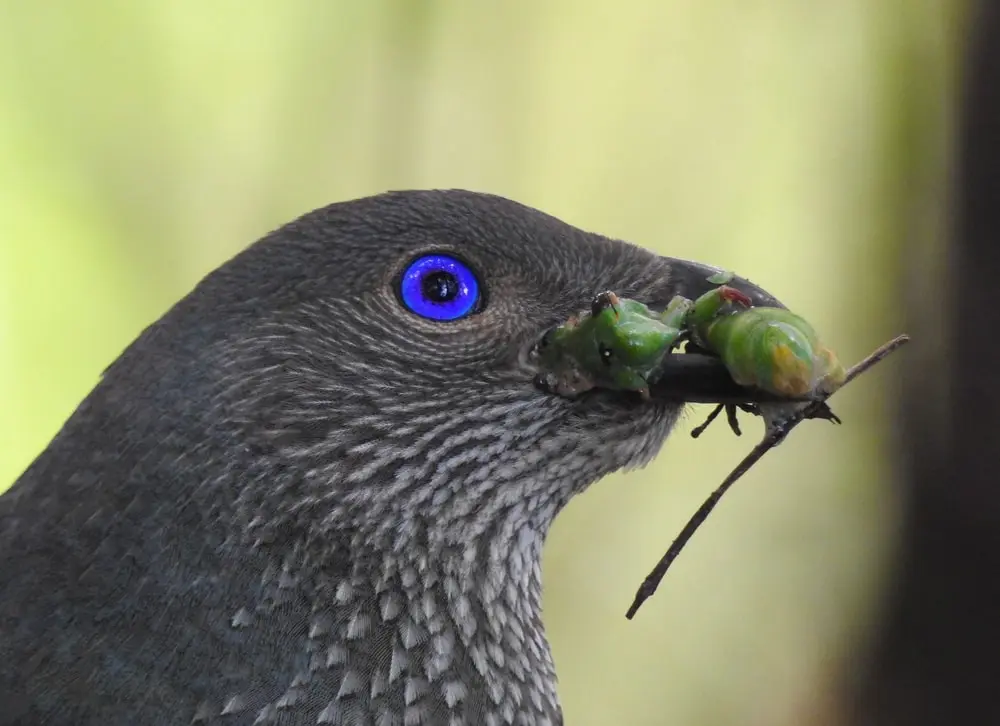 what birds eat cicadas