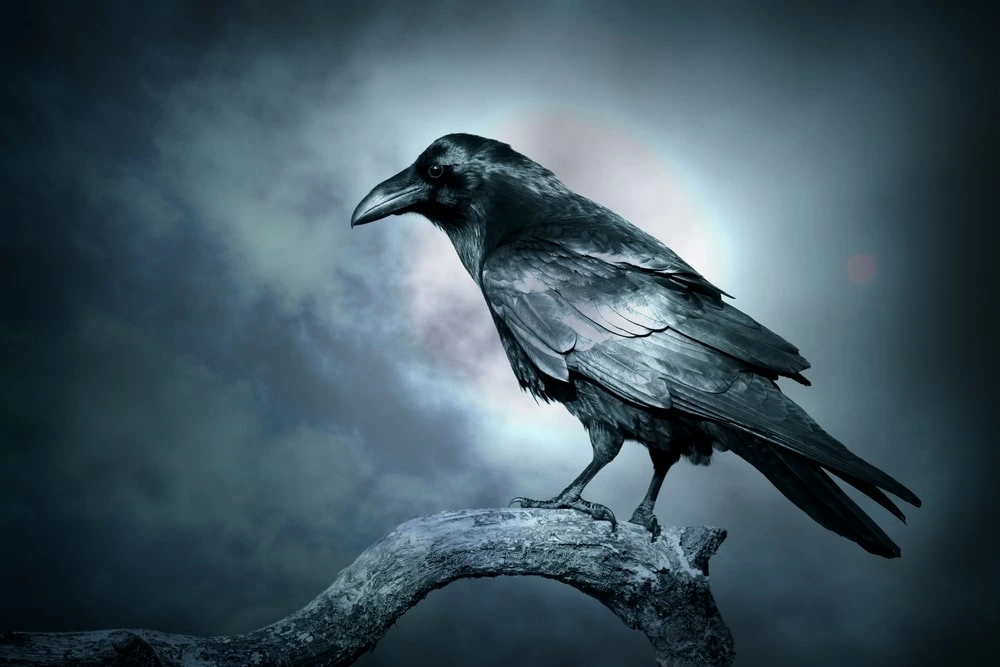 what do raven birds eat