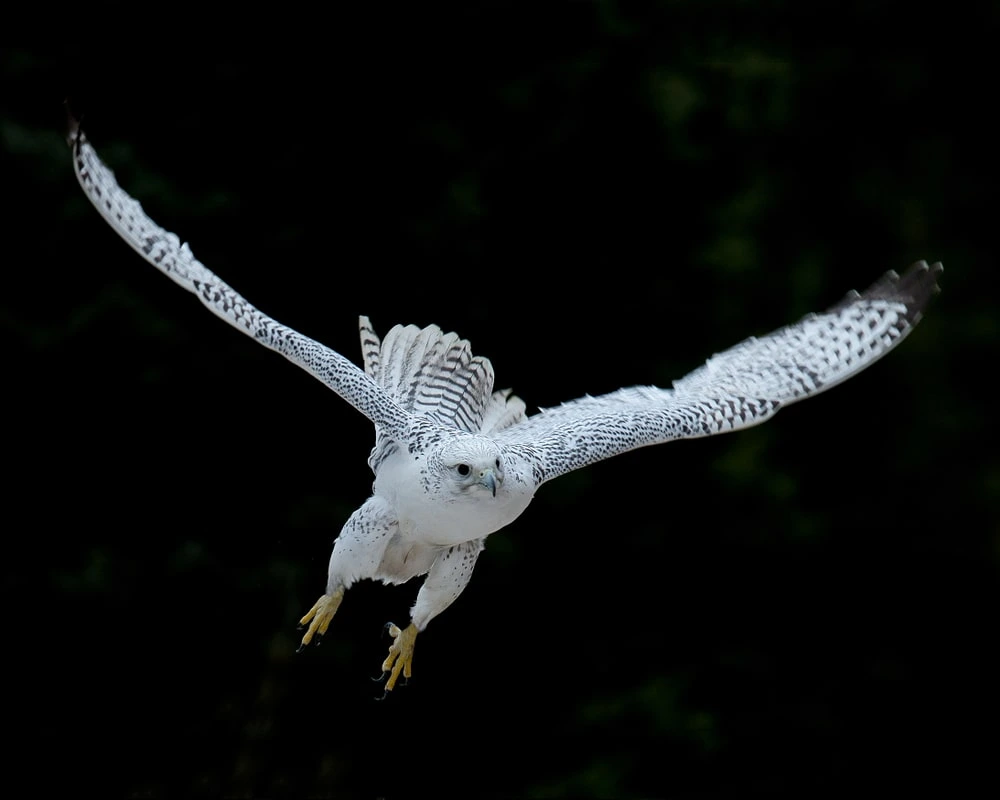 which birds fly at night white-gyrfalcon-taking-off-against-dark