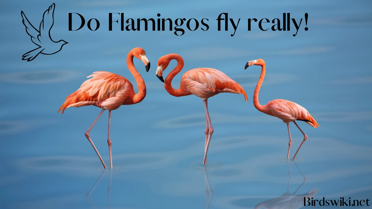 Do Flamingos flying really!