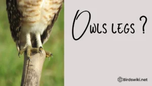Owls with long legs 