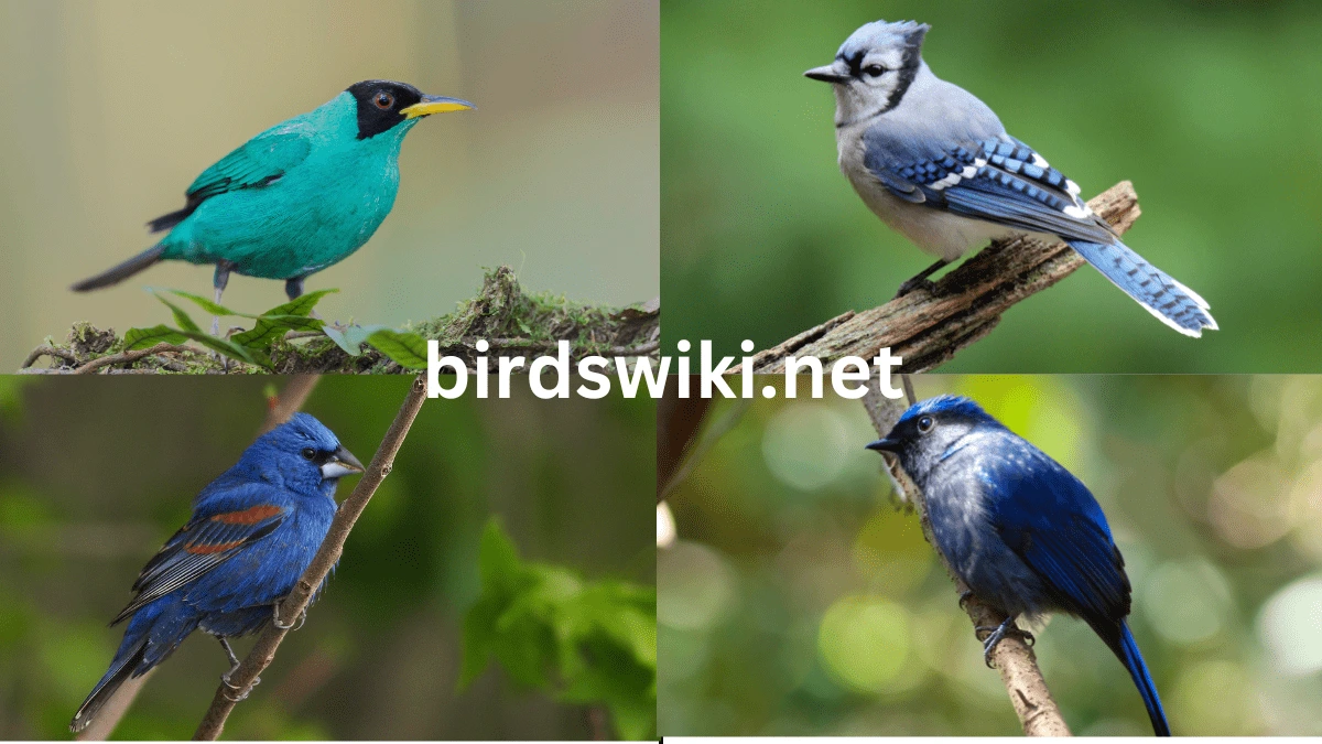 what birds are blue