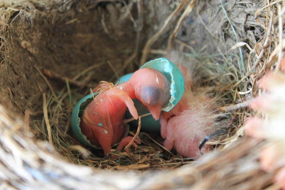 when do baby birds hatch american-robin-hatching-egg-nest-min