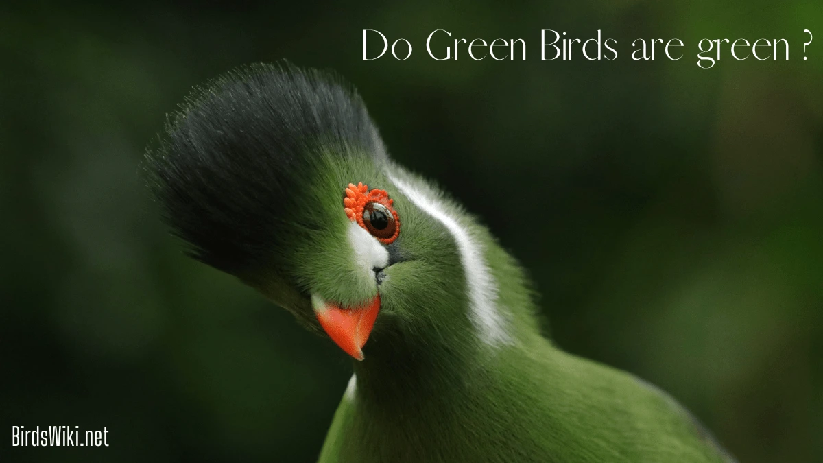 Do Green Birds are green