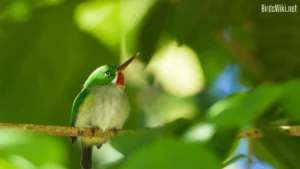Puerto Rican Tody small green bird