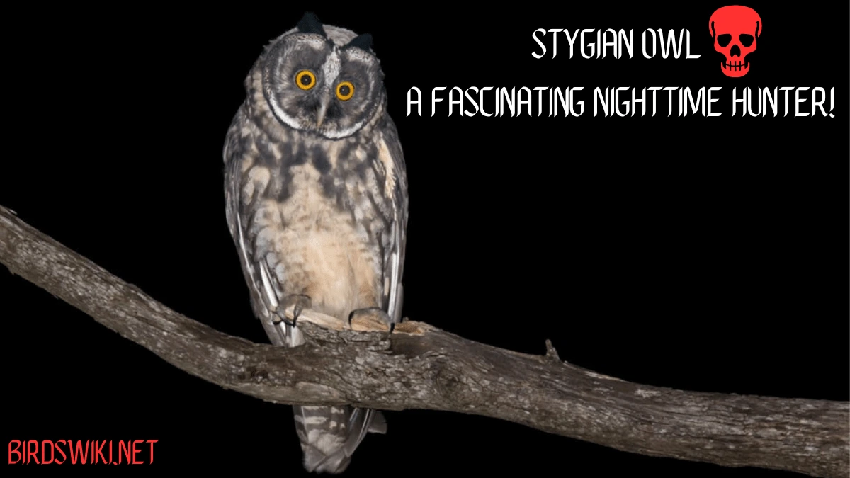 Stygian owl A Fascinating Nighttime Hunter!