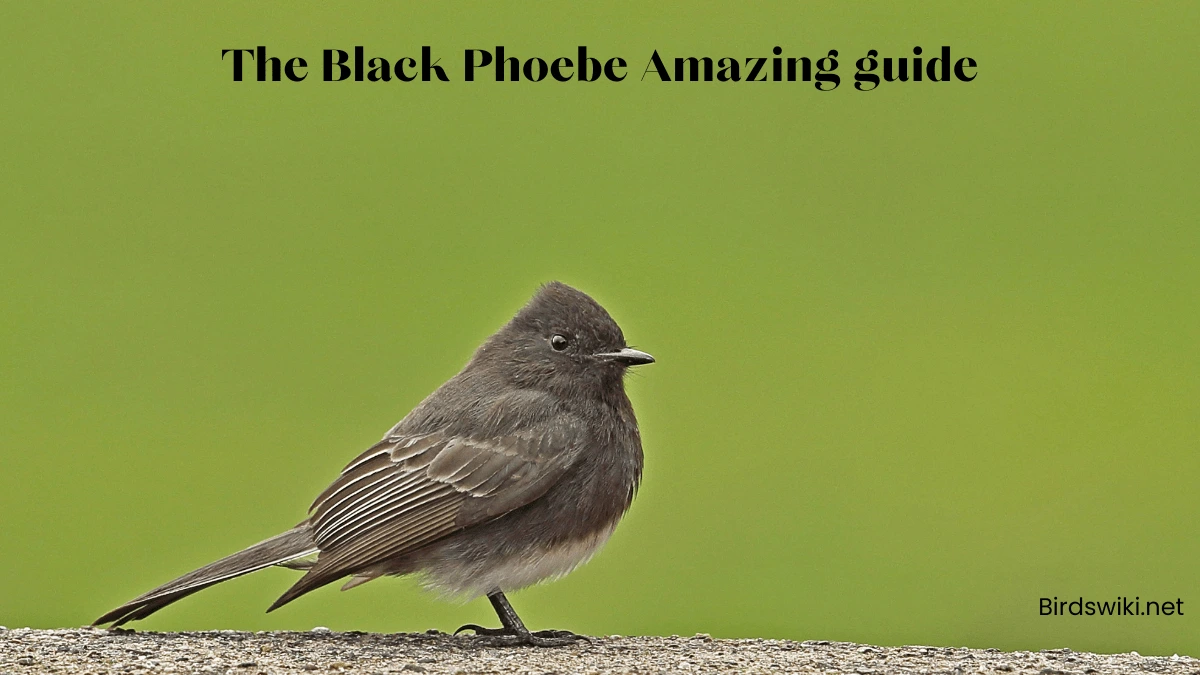 The Black Phoebe Amazing guide