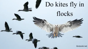White Kite fly in a folks