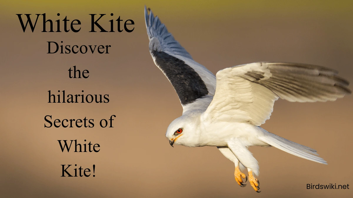 White Kite discover the long tailed white kite