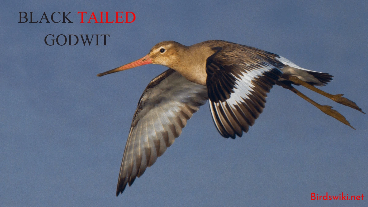 Black tailed godwit wingspan