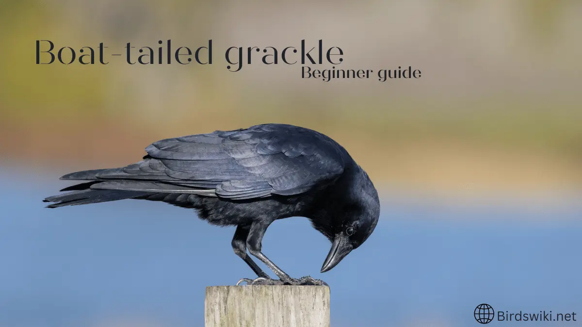 Boat tailed grackle