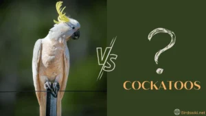 what is cockatoos and cacatua