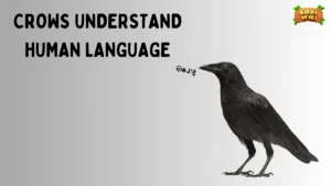 can crows speak english