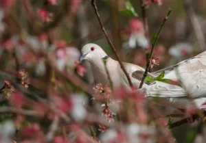 Collared Dove in janel parrish