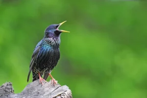 Common Starling in morro de jabel
