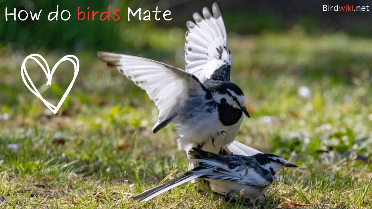 How do birds Mate