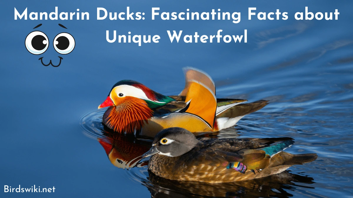 Mandarin Ducks Fascinating Facts about Unique Waterfowl-min