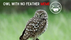 OWL WITH NO FEATHER MEME