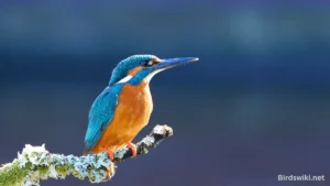 king fisher best funny birds