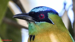 Superb Bird-of-Paradise funny bird names meme 
