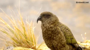 kea wildlife birds names