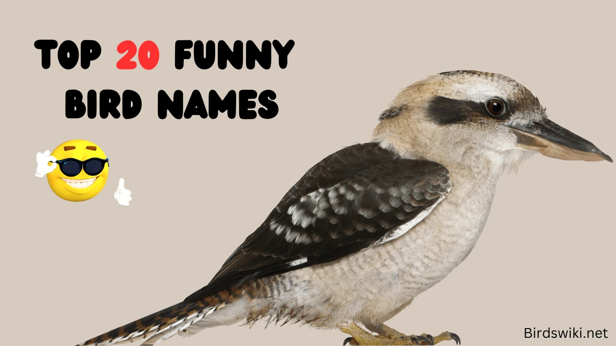 TOP 20 FUNNY BIRD NAMES