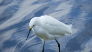 snowy egret white bird movie