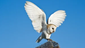 barn owl white birds australia