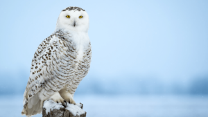 white Owl WHITE BIRDS TOP 10 SPECIAL BIRD WITH 