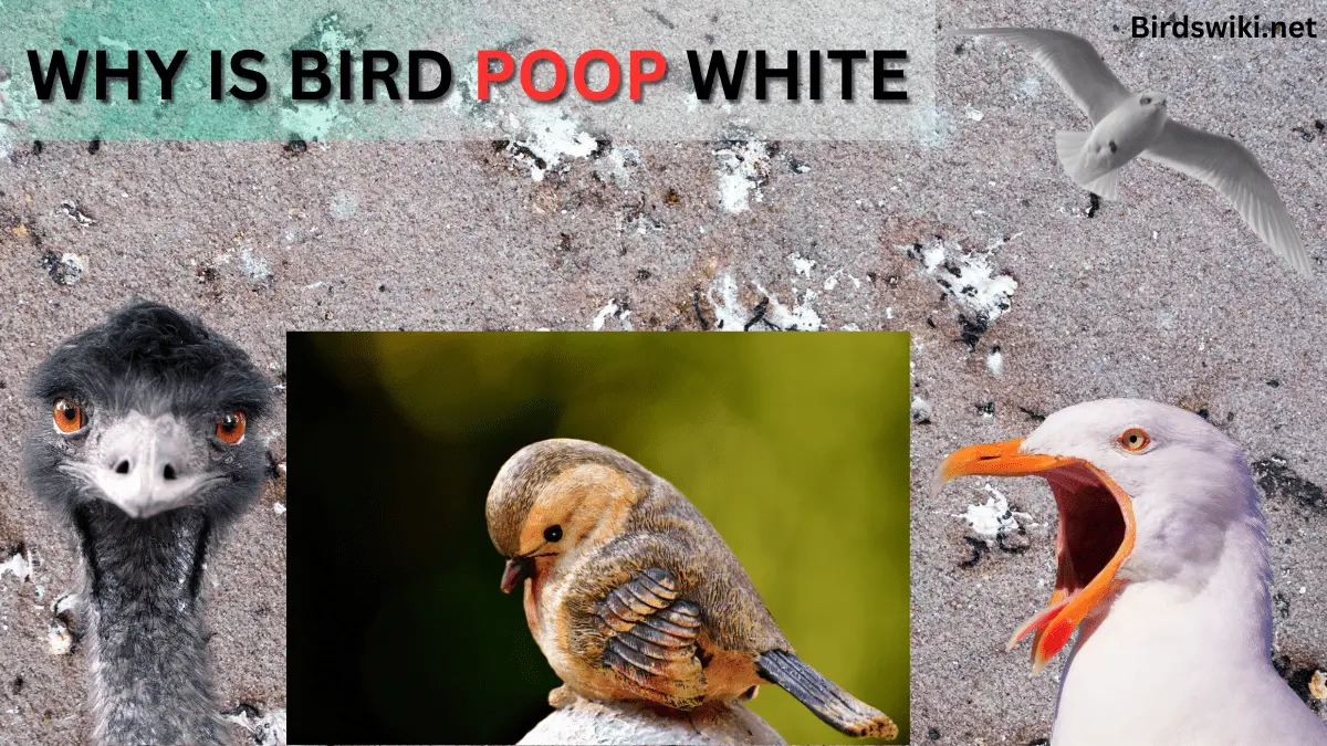 WHY IS BIRD POOP WHITE