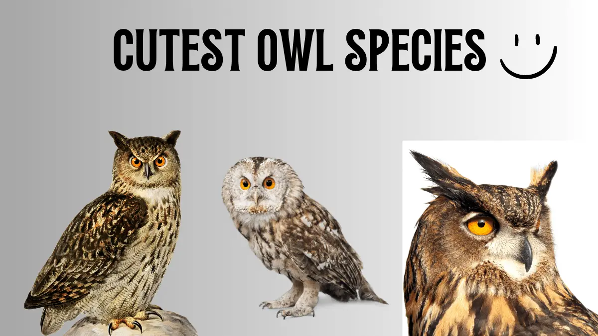 CUTEST OWL SPECIES