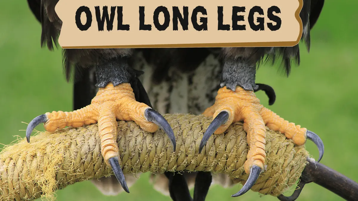 OWL LONG LEGS