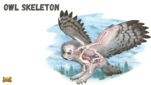 OWL SKELETON OWL SILENT FLIGHT
