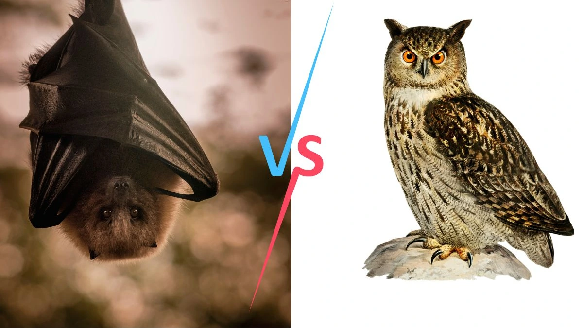 OWL VS BAT