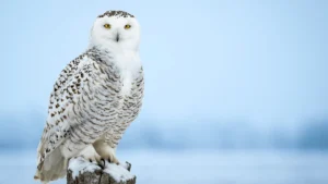 SNOWY OWL cutest owl species