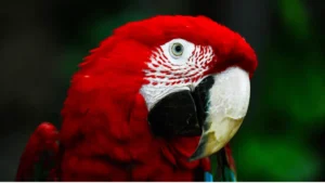 THE RED HEADED PARROT