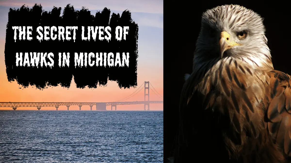 THE SECRET LIVES OF HAWKS IN MICHIGAN