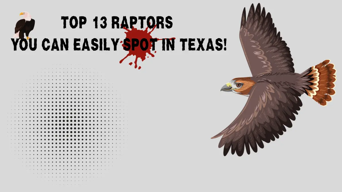 HAWKS IN TEXAS