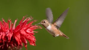 bee humming bird