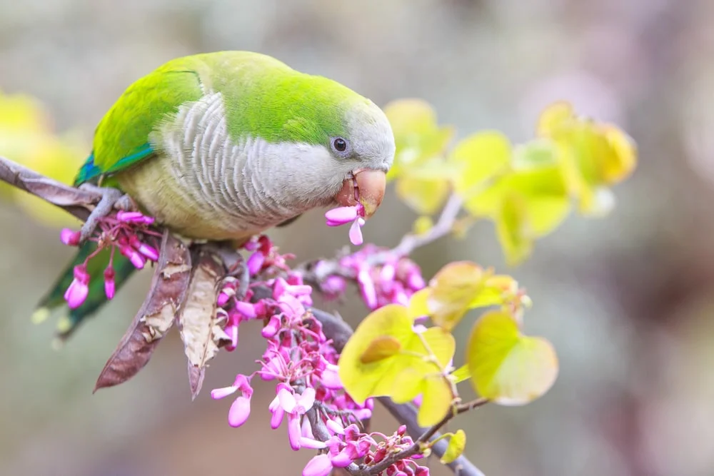 monk parakeet