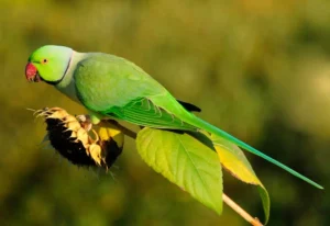 ring nacked parakeet