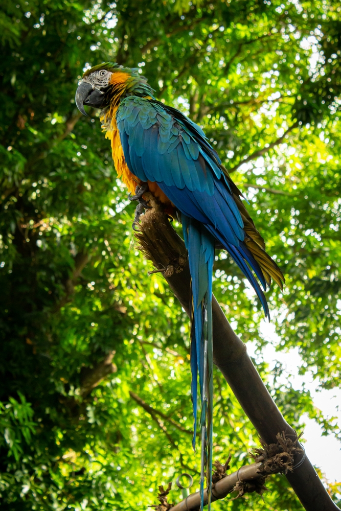 Guadeloupe parakeet